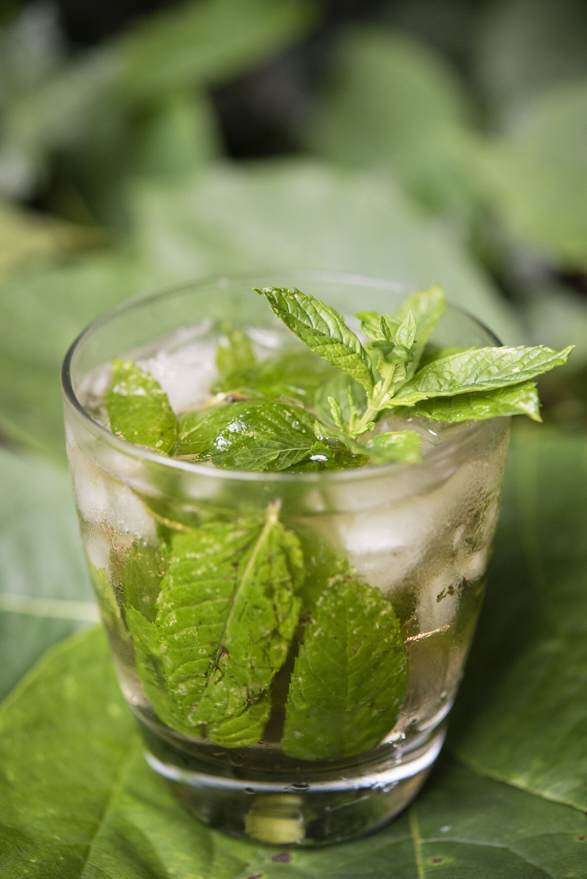 Bebidas de verano de Hastings